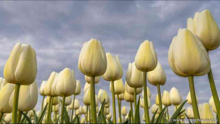 Flevoland - Aantal Flevolandse tulpentelers in ruim tien jaar tijd verdubbeld