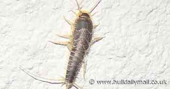 Spotting silverfish in your home could signal damp issues this winter