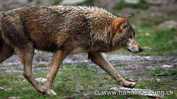 Tessiner Regierungsrat gibt Wolf im Maggiatal zum Abschuss frei