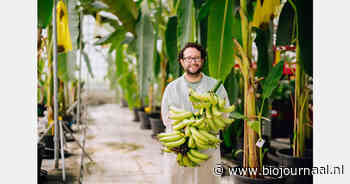 Chiquita en Yelloway presenteren eerste resistente bananenplant Yelloway One