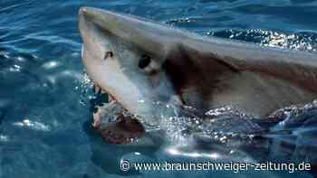 Frau vor Gran Canaria von Hai getötet: „War vermutlich Pech“