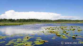 Nature Conservancy of Canada to protect 167 acres in Turkey Point Marsh