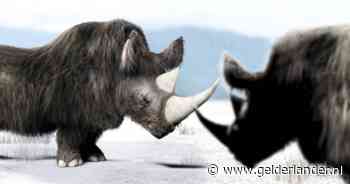 Meer dan 32.000 jaar oude wolharige neushoorn gevonden in de permafrost: vacht en huid nog intact