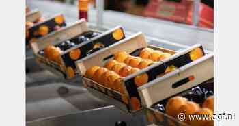 Cotonet-plaag is ook dit jaar weer bedreiging voor Spaanse kakiteelt