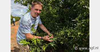 "We moesten manueel plukken voor de juiste balans tussen groei en productiviteit"