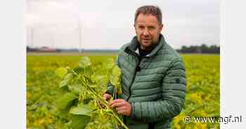 Binnenkort bij Jumbo: Nederlandse edamame bonen
