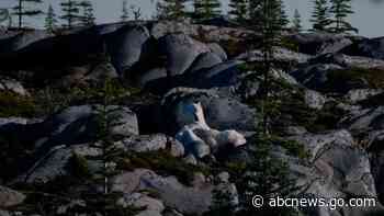 In the gateway to the Arctic, fat, ice and polar bears are crucial. All three are in trouble