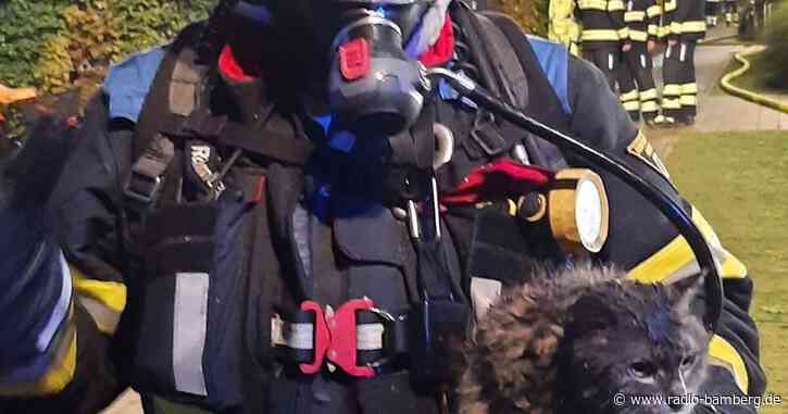 Zwei tote und vier verletzte Katzen bei Wohnungsbrand