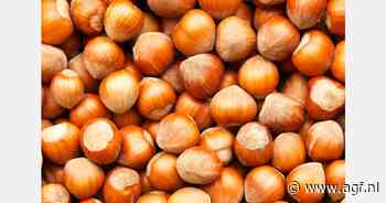 Aan de rand van Zeeland wordt straks 15 ton hazelnoten geoogst