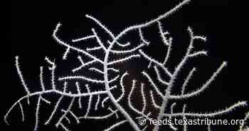 Fourteen years after BP oil spill, Galveston scientists are striving to save the Gulf’s deep-sea coral
