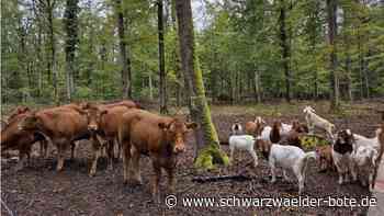 Hermann-Hesse-Bahn: Gechinger Waldweide hilft Fledermäusen