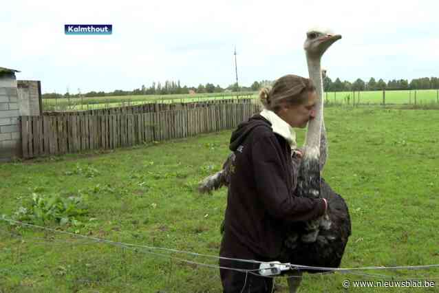 De Passiehoeve sluit de deuren omwille van het onwettig houden van struisvogels: “Hopelijk willen ze voor ons een kleine uitzondering maken”