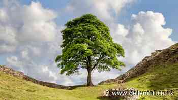 Chance for Sycamore Gap tree in your town: Saplings to be gifted to mark anniversary of illegal felling of tree