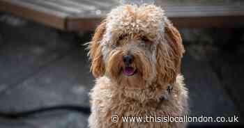 The most popular dogs that residents in Croydon want to buy