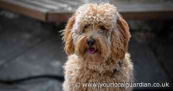 The most popular dogs that residents in Croydon want to buy