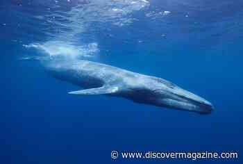 Blue Whales Are The Biggest Animal in the World, But Just How Big Are They?