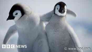 Penguin chicks survive tough winter after colossal iceberg cuts them off