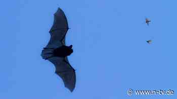 Unbemerkte Tollwut: Mann stirbt nach Fledermausbiss