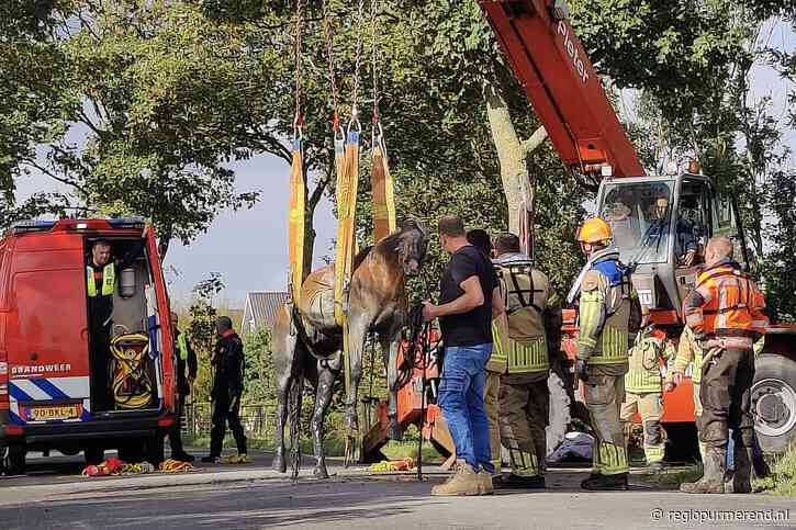 Paard te water in sloot Middenbeemster: brandweer anderhalf uur bezig