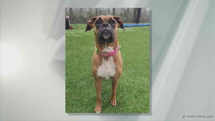 Chanel is a 'sweet girl' in need of a forever home