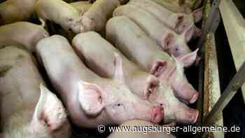 Schweine auf Abwegen: Viehtransporter kippt auf B311, Tiere flüchten unverletzt