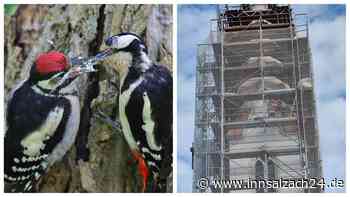 Das ist schlecht, Herr Specht: Am Hörberinger Kirchturm nagt nicht nur der Zahn der Zeit