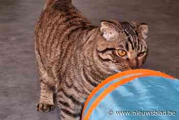 Onbekende gooit katje Dixie uit trein: “Hij zat opgesloten in een rugzak”