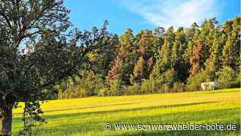 Ostelsheimer Gemeindewald: Woher kommen  die immensen Schäden an Kiefern?