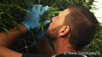 La guerra alla canapa. A Roma a rischio 700 negozi