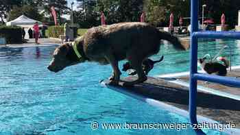 Wuff, platsch, schüttel! Hundeschwimmen im Wendeburger Auebad