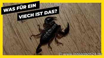 Rätselhafter Skorpion in Traunstein entdeckt: Wer kann ihn identifizieren?