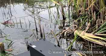 Wild Things: Getting rid of mink