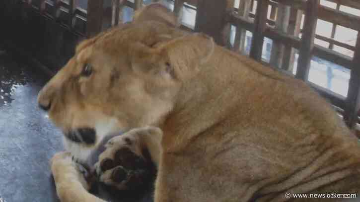 Leeuw doodt verzorger in dierentuin Nigeria