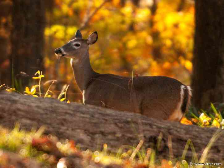This Halloween decoration can be dangerous for deer, wildlife officials warn