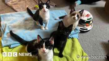Cat cafe gives a home to four new rescue kittens