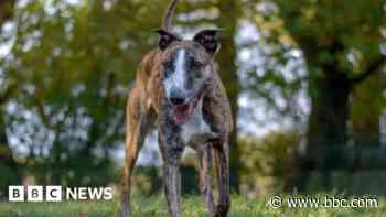 Dog centre reopens after dealing with parvovirus