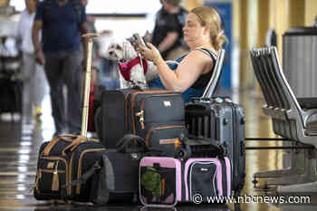 Pets are traveling more, and companies are giving owners a longer leash