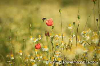 Bees have irrational biases when choosing which flowers to feed on − just like human shoppers do