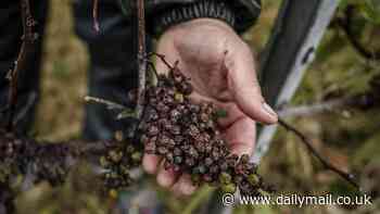 How climate change is putting severe pressure on the French wine industry: Growers warn of shorter grape harvest times after year of unpredictably harsh weather