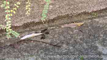 Kanäle abgelassen: Fische verenden am Vorderen Lech