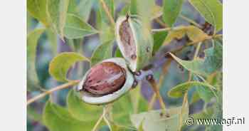 Fransen gaan zelf pecannoten telen