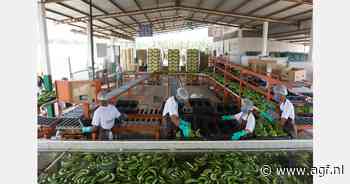 "Banaan is het goedkoopste fruit ter wereld, maar de prijs is de voorbije tien jaar nauwelijks gestegen"