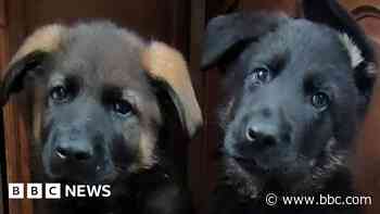 Theft of two puppies sparks CCTV appeal