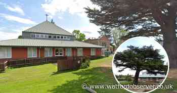 'Sad day' as iconic cedar tree set to be felled