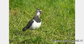 Subsidie voor pilot voor behoud van weidevogels in Friesland