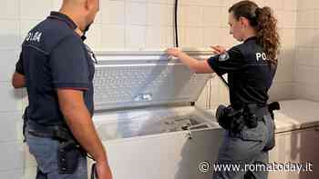 Ristorante cinese da incubo: blatte e scarse condizioni igieniche. Sequestrati 125 chili di alimenti