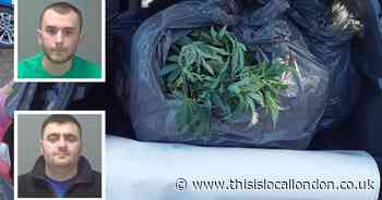 Drug dealers jailed after being caught with boot full of cannabis plants