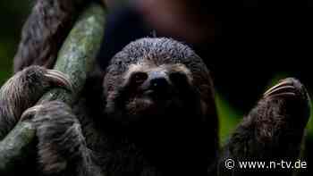 Zu langsam für den Klimawandel: Faultiere vom Aussterben bedroht