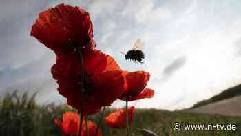 Tier- und Pflanzenwelt gefährdet: Immer mehr Arten verschwinden in Deutschland