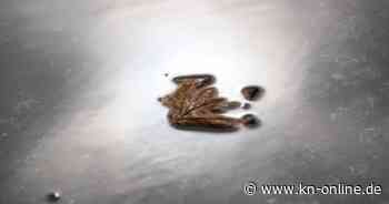 DWD zieht Wetter-Bilanz: Der September 2024 war deutlich zu nass